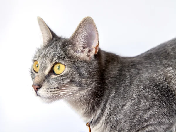 La gata gris se sienta y mira a su alrededor. —  Fotos de Stock