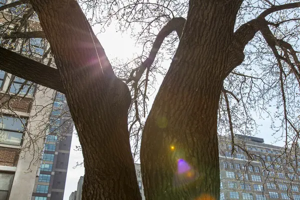 Pittoreska stammen av ett gammalt träd lyser med balkar av den nedgående solen. — Stockfoto