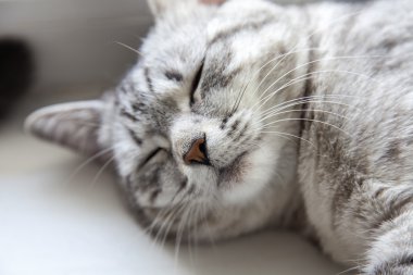 Gri kedi yalanlar üzerine bir pencere pervazına