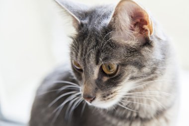 Gri kedi bir pencere pervazına üzerinde oturur ve kendini görünüyor