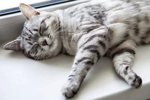 Le chat gris repose sur un rebord de fenêtre — Photo