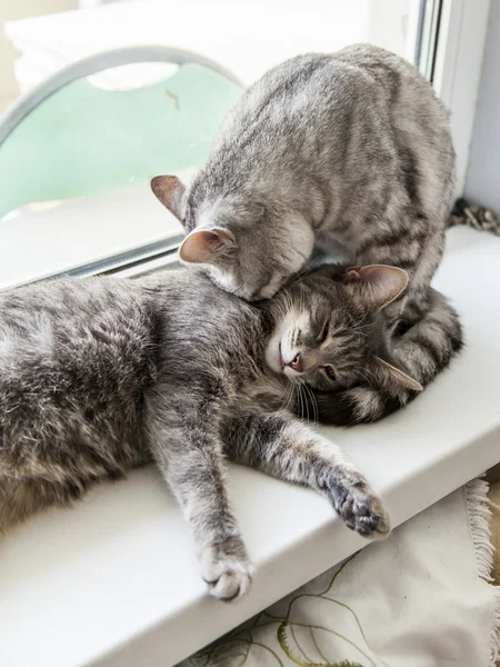 Two gray cats play on a window sill