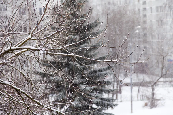 树枝上覆盖着雪与城市建筑。冬季景观 — 图库照片