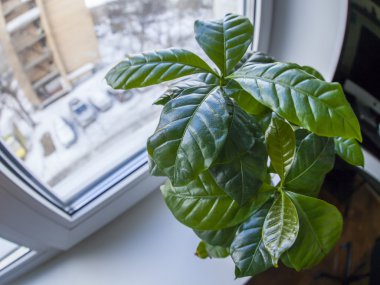 Houseplant üzerinde bir pencere pervazına, balıkgözü görünümü