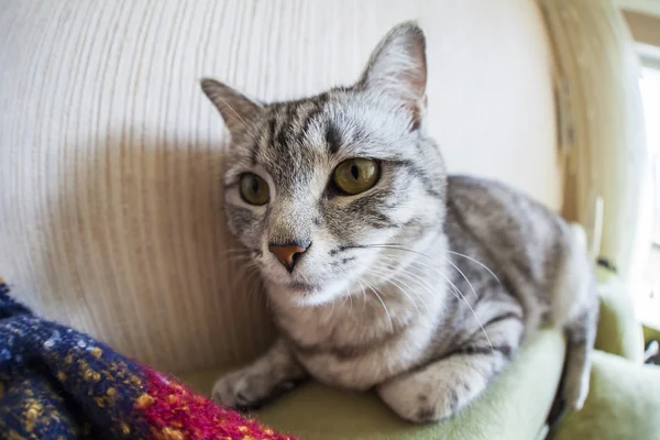 De grijze kat ligt op een sofa, fisheye uitzicht — Stockfoto