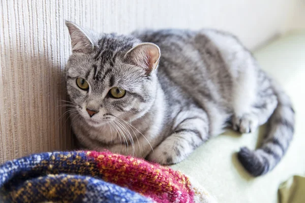 Grå katt ligger på en soffa, — Stockfoto