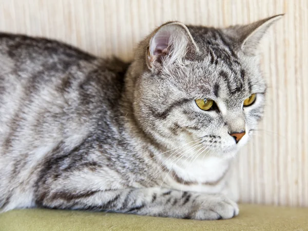 The gray cat lies on a sofa — Stock Photo, Image