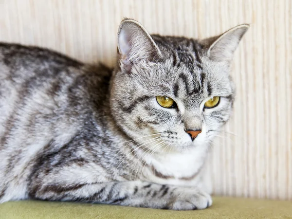 Die graue Katze liegt auf dem Sofa — Stockfoto