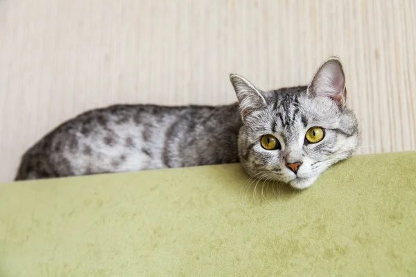 Grå katt ligger på en soffa — Stockfoto