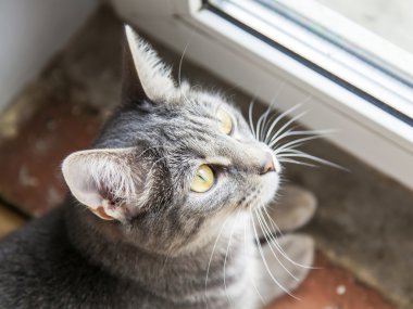 Çekici Gri kedi görünüyor