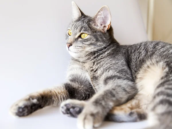 The attractive gray cat looks around — Stock Photo, Image