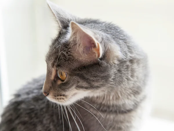 Die attraktive graue Katze schaut sich um — Stockfoto