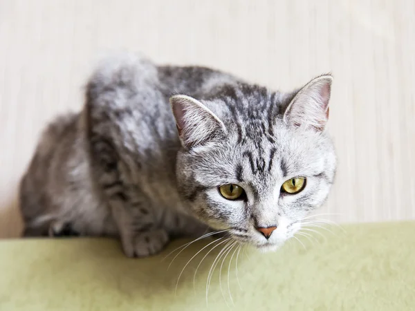 The gray cat lies on a sofa — Stock Photo, Image