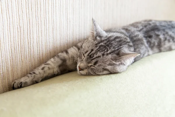 Kucing abu-abu terletak di sofa — Stok Foto