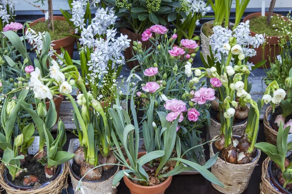 Sale of flowers. — Stock Photo, Image