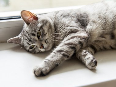 Çekici Gri kedi görünüyor