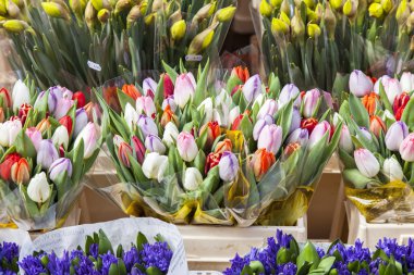 Amsterdam, çiçek çiçek pazarında satışı. Çeşitli lale demetleri