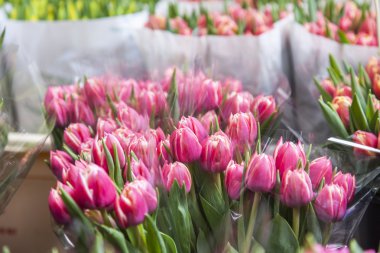 Amsterdam, çiçek çiçek pazarında satışı. Çeşitli lale demetleri