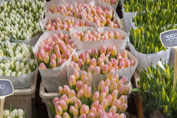Amsterdam, vente de fleurs au marché aux fleurs. Bouquets de tulipes diverses — Photo