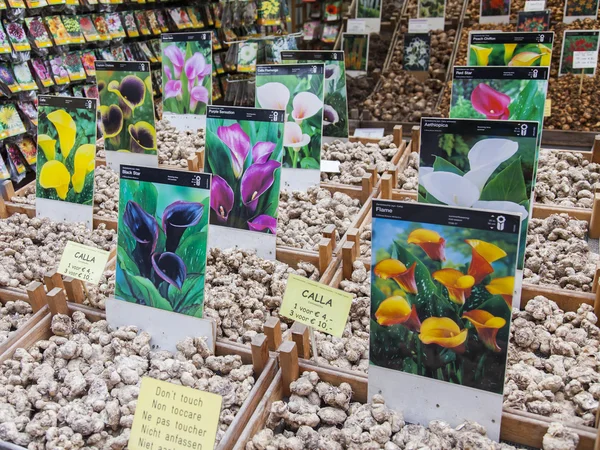 AMSTERDAM, NETHERLANDS on MARCH 27. Sale of high-quality seeds and bulbs of flowers in the flower market.