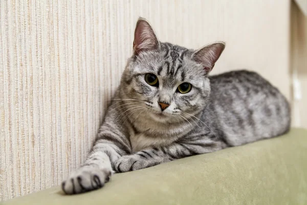 Den attraktiva gray katten ser ut — Stockfoto