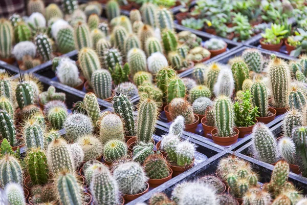 AMSTERDAM, NETHERLANDS on MARCH 27, 2016. Sale of cactuses of various grades in the Flower market. The flower market is one of sights of the city — Stock Photo, Image