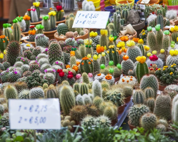Amsterdam, Niederlande am 27. März 2016. Verkauf von Kakteen verschiedener Sorten auf dem Blumenmarkt. Blumenmarkt ist eine der Sehenswürdigkeiten der Stadt — Stockfoto