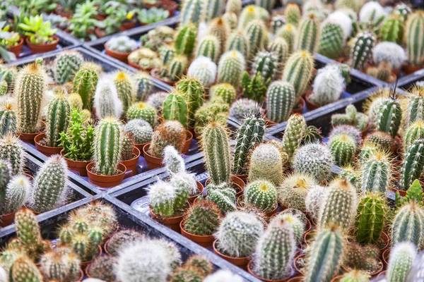 Amsterdam, Niederlande am 27. März 2016. Verkauf von Kakteen verschiedener Sorten auf dem Blumenmarkt. Blumenmarkt ist eine der Sehenswürdigkeiten der Stadt — Stockfoto