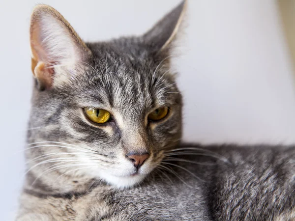 O gato cinza atraente olha em volta — Fotografia de Stock