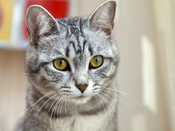 O gato cinza atraente olha em volta — Fotografia de Stock