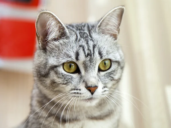 O gato cinza atraente olha em volta — Fotografia de Stock