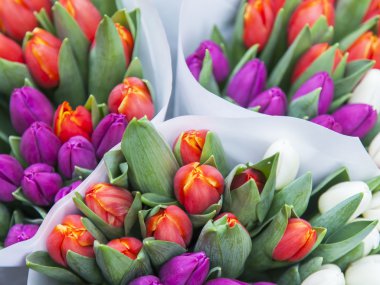 Amsterdam, Hollanda üzerinde 27 Mart 2016. Lale çiçek pazarında çeşitli sınıflar satışı. Çiçek pazarı şehir manzaraları biridir