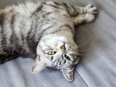 Çekici Gri kedi görünüyor