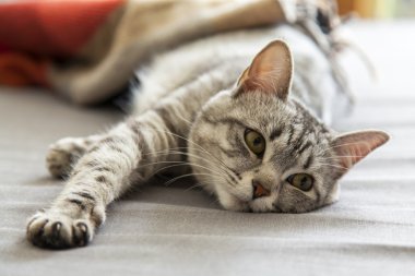 Çekici Gri kedi görünüyor