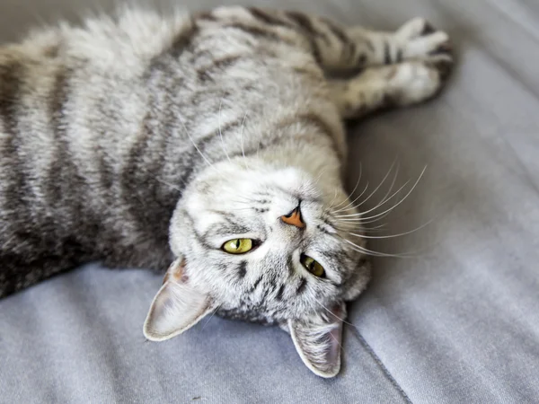 El atractivo gato gris mira a su alrededor — Foto de Stock