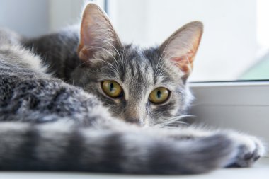 Çekici Gri kedi görünüyor