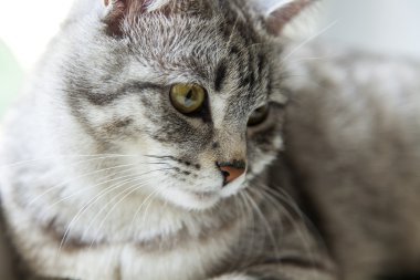 Çekici Gri kedi görünüyor