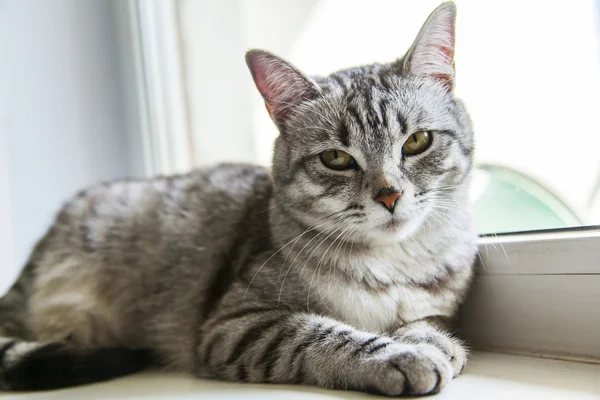 The attractive gray cat looks around — Stock Photo, Image