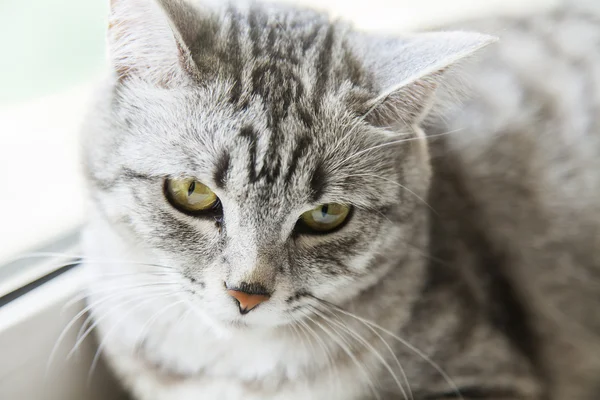 De aantrekkelijke grijze kat kijkt rond — Stockfoto