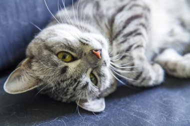 Çekici Gri kedi kanepede sızıntıları