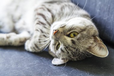 Çekici Gri kedi kanepede sızıntıları