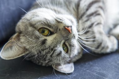 Çekici Gri kedi kanepede sızıntıları
