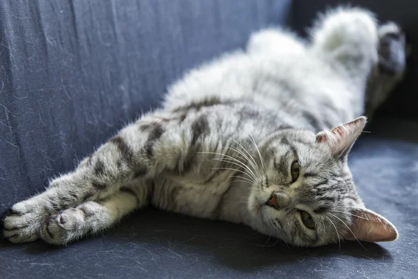 The attractive gray cat seeps on the sofa — Stock Photo, Image