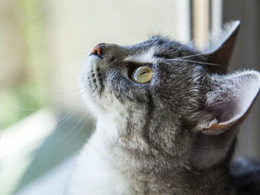 Çekici Gri kedi görünüyor