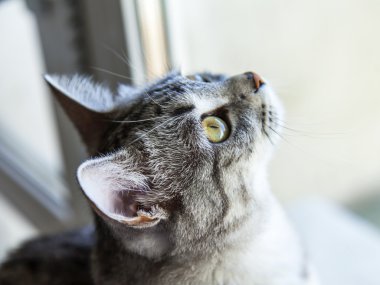 Çekici Gri kedi görünüyor