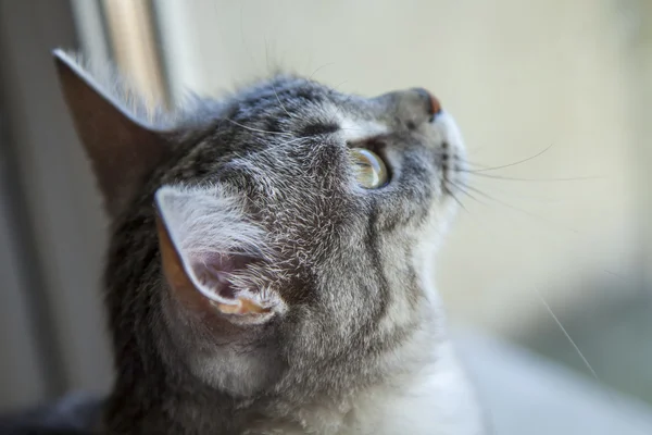 El atractivo gato gris mira a su alrededor — Foto de Stock