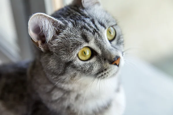 O gato cinza atraente olha em volta — Fotografia de Stock