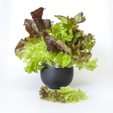 Taze marul yaprakları çeşitli sınıflar