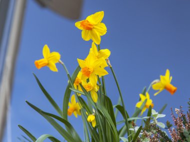 Çiçekler bir kentsel ortamda. Sarı narcissuses