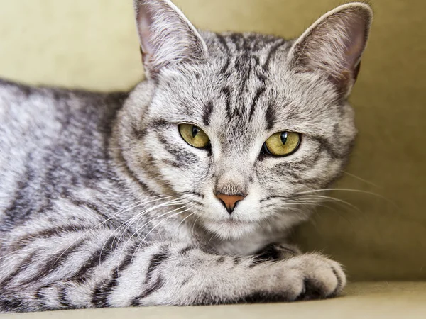 Die graue Katze liegt auf dem Sofa — Stockfoto